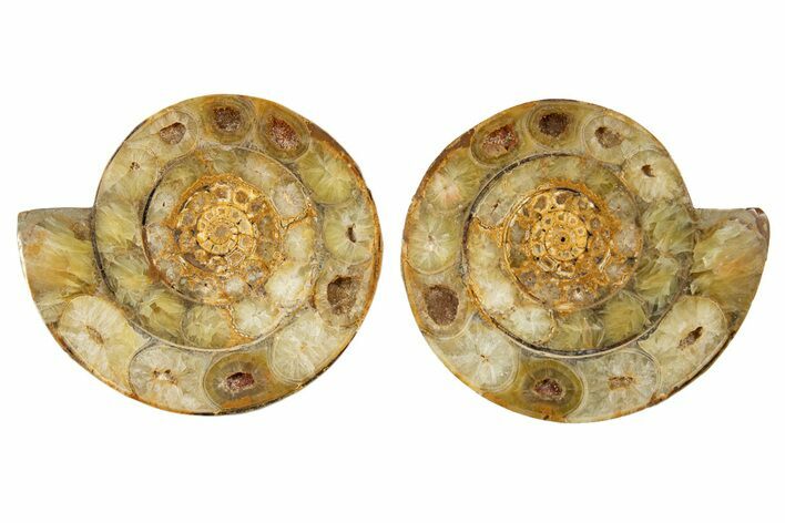 Cut & Polished Jurassic Ammonite (Perisphinctes) Fossil #344934